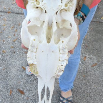 African Goat Skull with 28 inch horns for $140