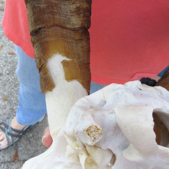 African Goat Skull with 28 inch horns for $140