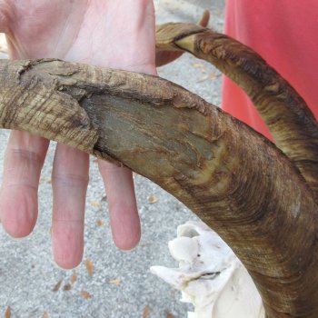 African Goat Skull with 28 inch horns for $140