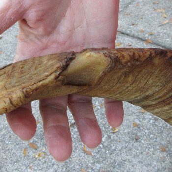 African Goat Skull with 28 inch horns for $140