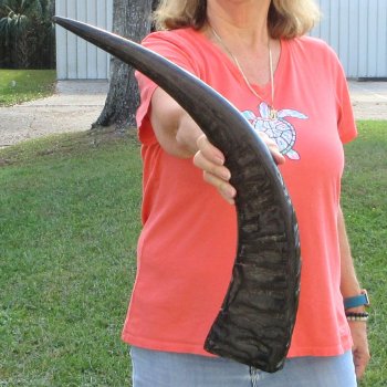 Authentic 27 inch Semi polished buffalo horn - For Sale for $32