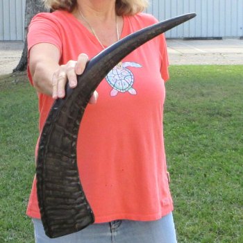 Authentic 27 inch Semi polished buffalo horn - For Sale for $32