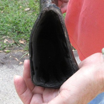 Authentic 27 inch Semi polished buffalo horn - For Sale for $32