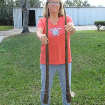 2 Piece Lot of 40 Inch Matching Authentic African Gemsbok, Oryx horns available for purchase $60/lot