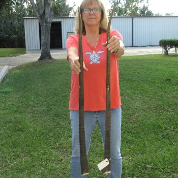 2 Piece Lot of 40 Inch Matching Authentic African Gemsbok, Oryx horns available for purchase $60/lot