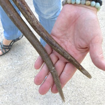 2 Piece Lot of 40 Inch Matching Authentic African Gemsbok, Oryx horns available for purchase $60/lot