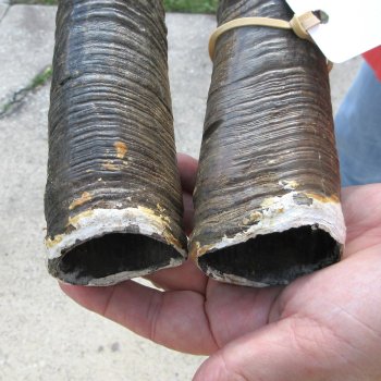 2 Piece Lot of 40 Inch Matching Authentic African Gemsbok, Oryx horns available for purchase $60/lot