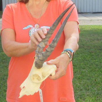 Craft-Grade Impala Skull with 14" Horns - $60