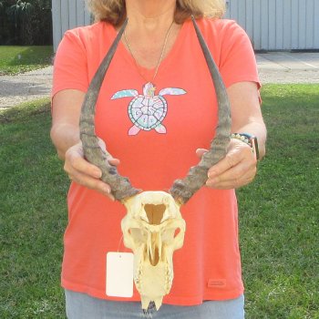 Craft-Grade Impala Skull with 14" Horns - $60
