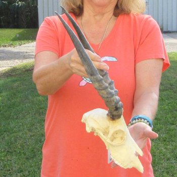 Craft-Grade Impala Skull with 14" Horns - $60