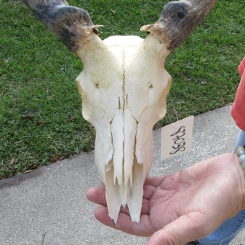 Craft-Grade Impala Skull with 14" Horns - $60
