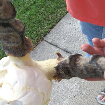 Craft-Grade Impala Skull with 14" Horns - $60