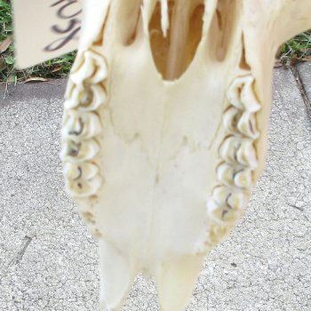 Craft-Grade Impala Skull with 14" Horns - $60