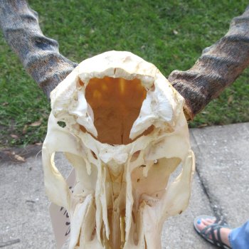 Craft-Grade Impala Skull with 14" Horns - $60