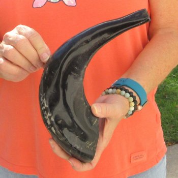 Buy this 14 inch Polished Sheep Horn Shofar  for $20