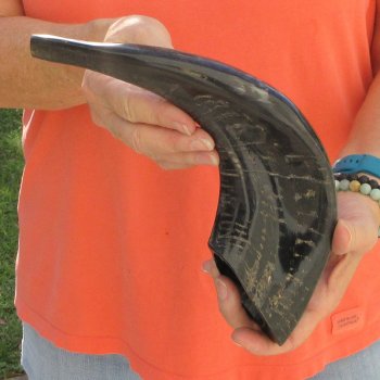 Buy this 14 inch Polished Sheep Horn Shofar  for $20