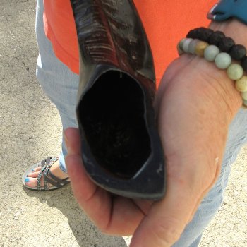 Buy this 14 inch Polished Sheep Horn Shofar  for $20