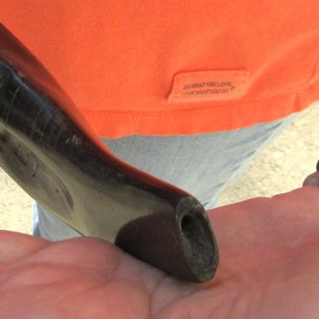 Buy this 14 inch Polished Sheep Horn Shofar  for $20