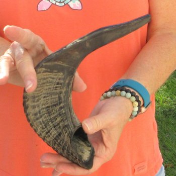 Buy this 16-3/4 inch Polished Sheep Horn Shofar  for $20