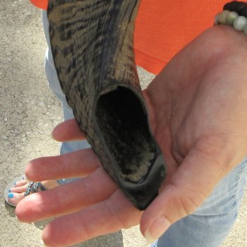 Buy this 16-3/4 inch Polished Sheep Horn Shofar  for $20