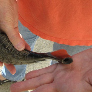 Buy this 16-3/4 inch Polished Sheep Horn Shofar  for $20