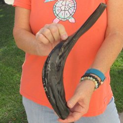 Buy this 17-1/4 inch Polished Sheep Horn Shofar  for $20