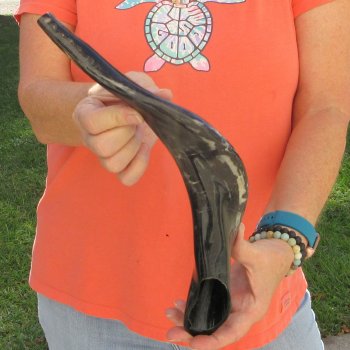 Buy this 17-1/4 inch Polished Sheep Horn Shofar  for $20