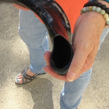 Buy this 17-1/4 inch Polished Sheep Horn Shofar  for $20