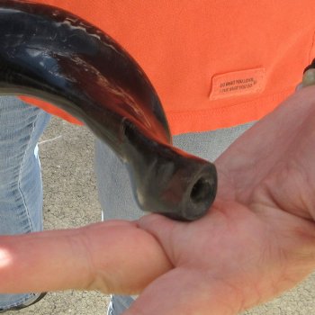 Buy this 17-1/4 inch Polished Sheep Horn Shofar  for $20