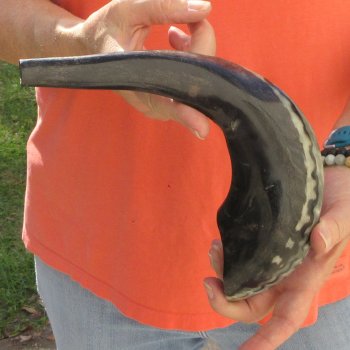 Buy this 14-3/4 inch Polished Sheep Horn Shofar  for $20