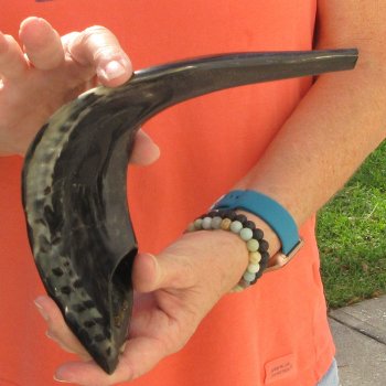 Buy this 14-3/4 inch Polished Sheep Horn Shofar  for $20