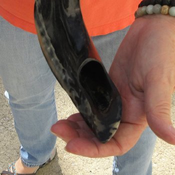 Buy this 14-3/4 inch Polished Sheep Horn Shofar  for $20