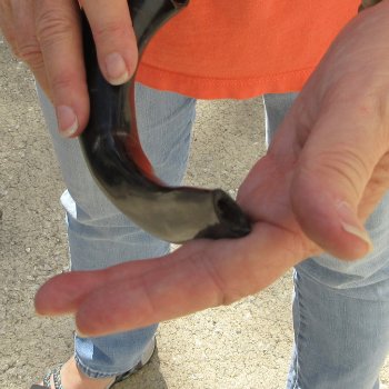 Buy this 14-3/4 inch Polished Sheep Horn Shofar  for $20