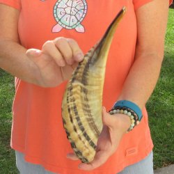 Buy this 14-3/4 inch Polished Sheep Horn Shofar  for $20