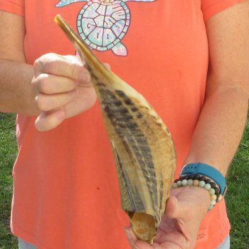 Buy this 14-3/4 inch Polished Sheep Horn Shofar  for $20