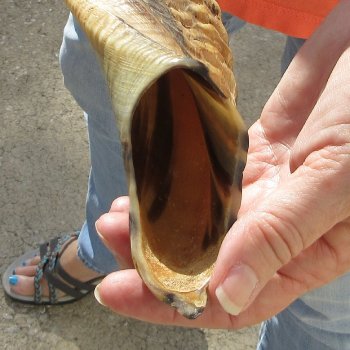 Buy this 14-3/4 inch Polished Sheep Horn Shofar  for $20