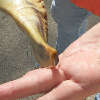 Buy this 14-3/4 inch Polished Sheep Horn Shofar  for $20