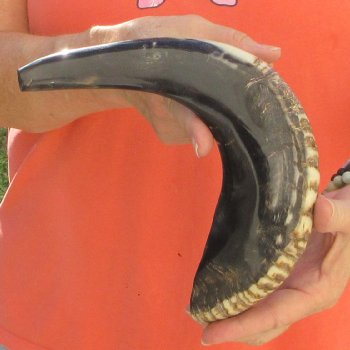 Buy this 14-3/4 inch Polished Sheep Horn Shofar  for $20