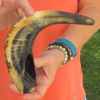 Buy this 14-3/4 inch Polished Sheep Horn Shofar  for $20