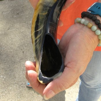 Buy this 14-3/4 inch Polished Sheep Horn Shofar  for $20