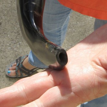 Buy this 14-3/4 inch Polished Sheep Horn Shofar  for $20