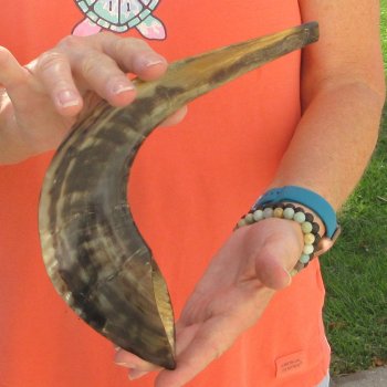 Buy this 15-1/4 inch Polished Sheep Horn Shofar  for $20