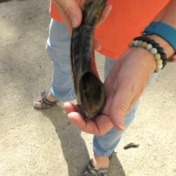 Buy this 15-1/4 inch Polished Sheep Horn Shofar  for $20