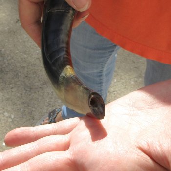 Buy this 15-1/4 inch Polished Sheep Horn Shofar  for $20