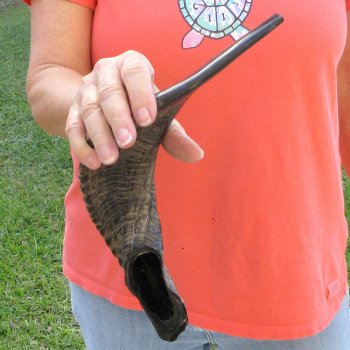 Buy this 17 inch Polished Sheep Horn Shofar  for $20