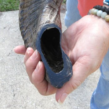 Buy this 17 inch Polished Sheep Horn Shofar  for $20