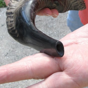 Buy this 17 inch Polished Sheep Horn Shofar  for $20