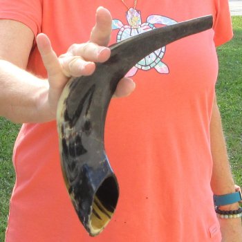 Buy this 15-1/2 inch Polished Sheep Horn Shofar  for $20
