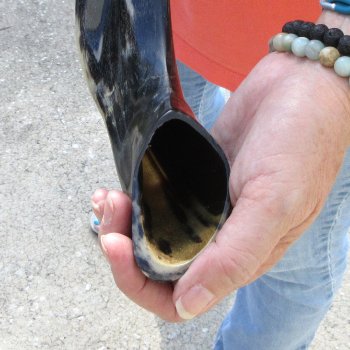 Buy this 15-1/2 inch Polished Sheep Horn Shofar  for $20