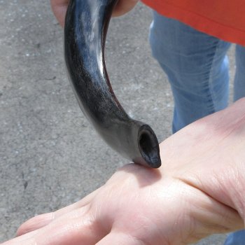 Buy this 15-1/2 inch Polished Sheep Horn Shofar  for $20